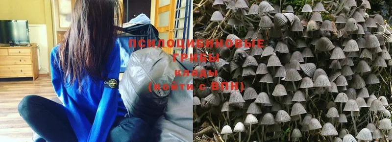 omg сайт  Нефтекумск  Галлюциногенные грибы MAGIC MUSHROOMS 